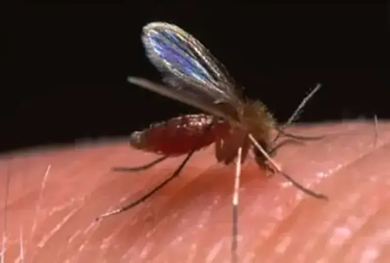 Leishmaniose: A segunda doença parasital que mais mata no mundo