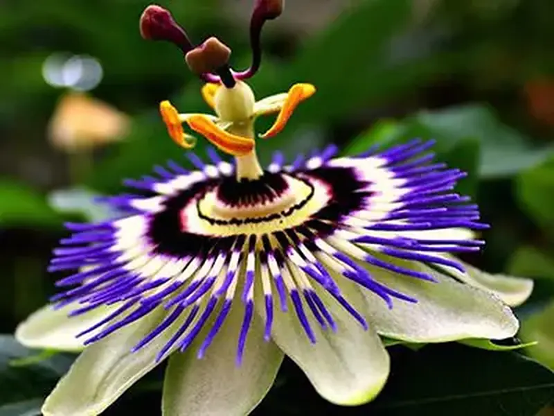 Passiflora serve para ansiedade e depressão